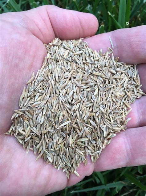 Perennial Ryegrass Seed
