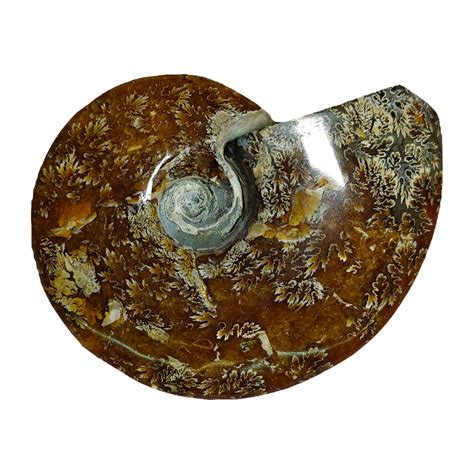 Ammonite (Cleoniceras) – CrystalCaveIndia