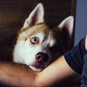 Responsible Pet Ownership - FOUR PAWS International - Animal Welfare ...