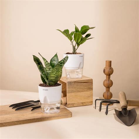 KYARI Sansevieria Green Snake-Zamia Green (ZZ) Combo of 2 Indoor Plants ...