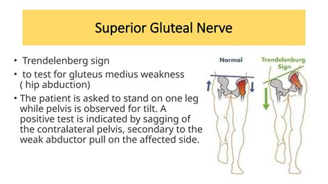 Superior Gluteal Nerve Injury and innervation | PPTX