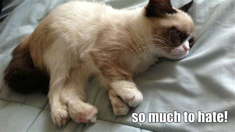 Grumpy Cat Tired Meme