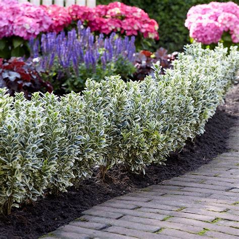 All types of plants - Waitrose Garden