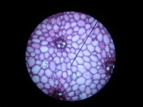 Image result for Microscope Photography Tutorial