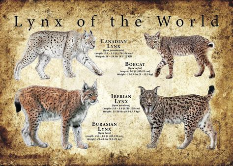 Lynx of the world poster print field guide – Artofit