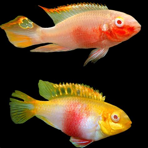 Albino Kribensis 1.75-2inch – Best4Pets