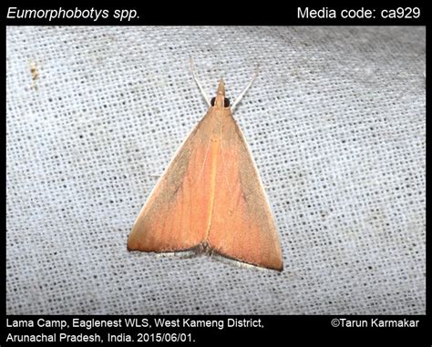 Eumorphobotys spp. Munroe & Mutuura (1969) - | Moths