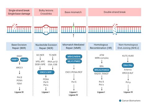 Steps to DNA Repair 的图像结果