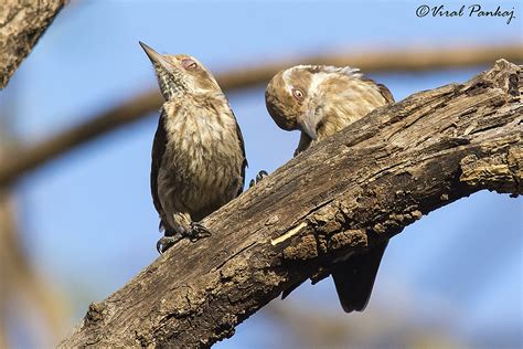 Brown-capped Pygmy Woodpecker,કથ્થાઈ ટોપી ઝીણકો લક્કડખોદ, ભારતીય નાનો ...