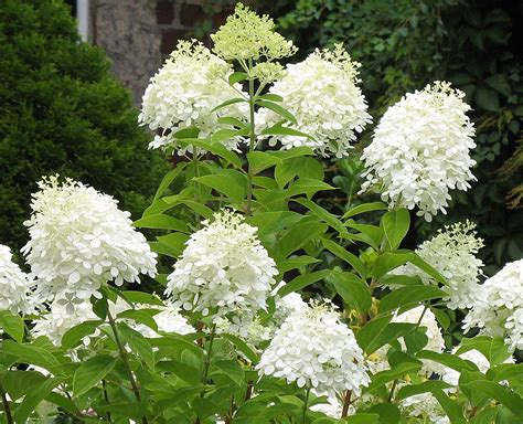 Large White Flowers On Bush