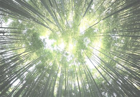 UMass Amherst Supplemental Essays — UPgraded