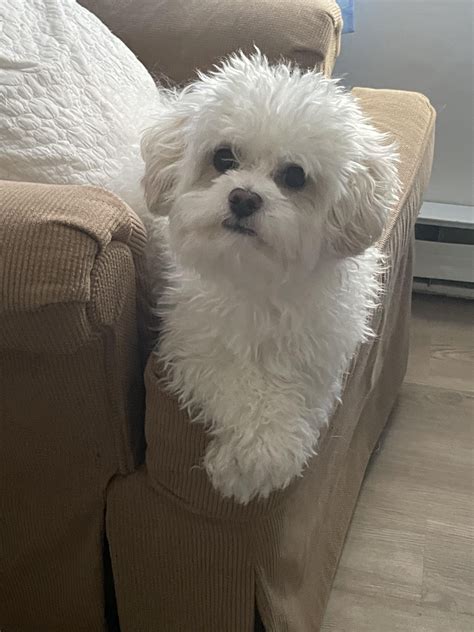 Maltipoo Blanco Adulto Maltipoo Puppy Hi Res Stock Photography And