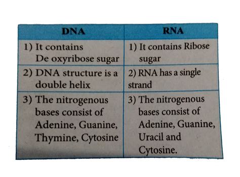 Differences Between Dna And Rna