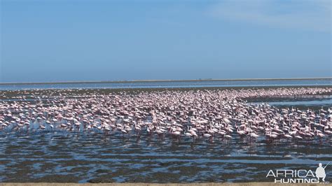 Flamingos Walvis Bay Namibia | AfricaHunting.com