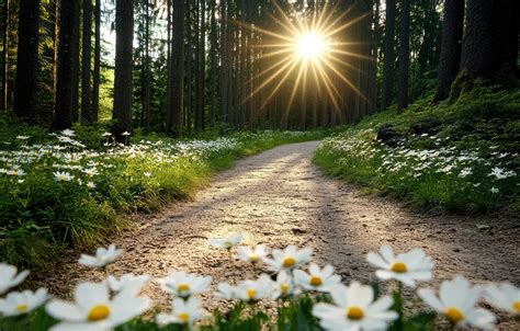 Wallpaper road, greens, forest, summer, the sun, rays, light, flowers ...