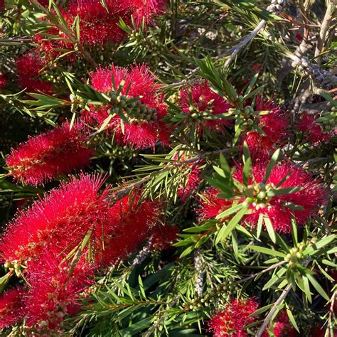 Callistemon 'Little John' - Dwarf Bottlebrush (4.5" Pot) | Little ...