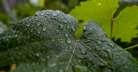 Simodis-test | Syngenta