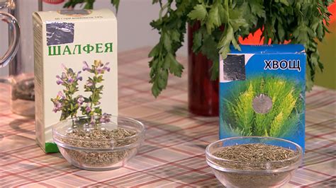 Шалфей от зубной боли : Включи настроение