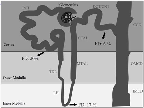 Intercalated Cells: More than pH Regulation