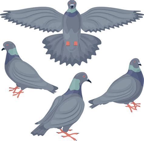 A set with the image of pigeons. Pigeons depicted from different angles ...