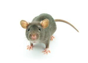 Image result for Mouse Facts
