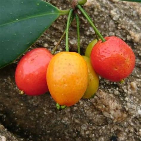 Guarimi Fruit Plant (Eugenia stigmatosa) – veliyathgardens