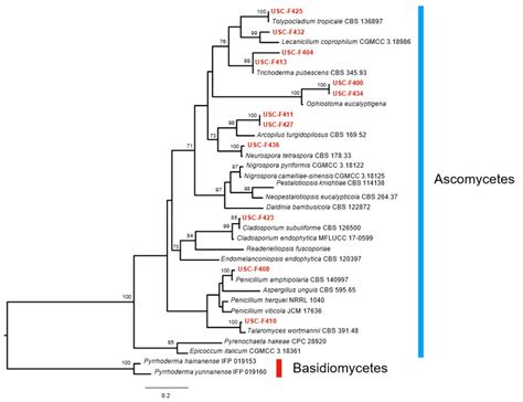Fungal Associates of the Moss Leucobryum candidum (Brid. ex P. Beauv ...