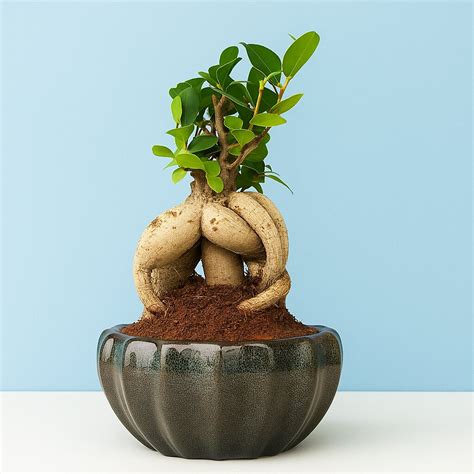 Buy Ficus Indoor Bonsai Plant in Blue Pot - Abana Homes