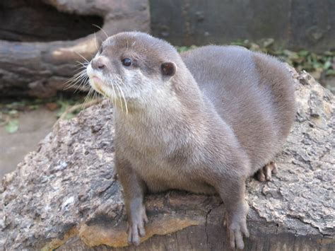 asian small clawed otter Archives - Fuzzy Today