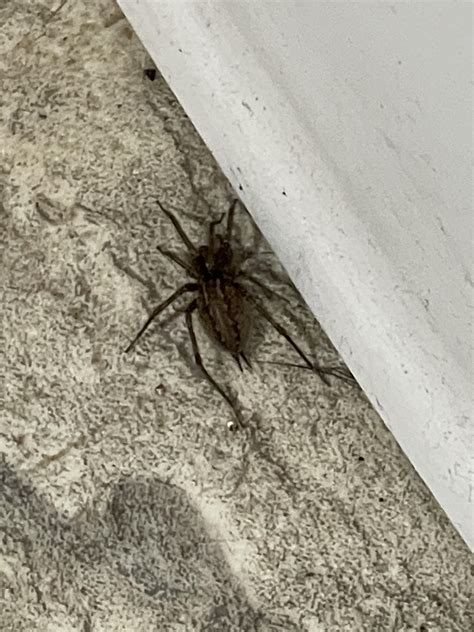 Spider in New York : r/bugidentification