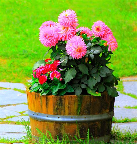 Flowering Potted Plant