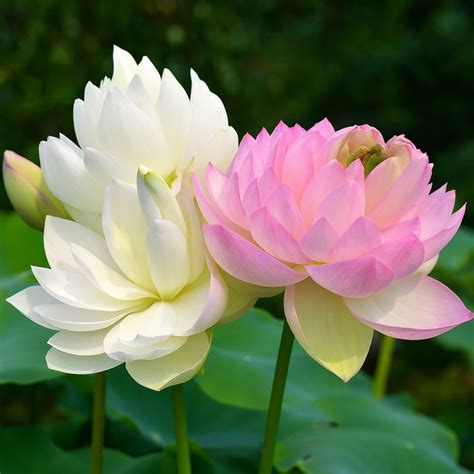 Lotus – Indian Gardens