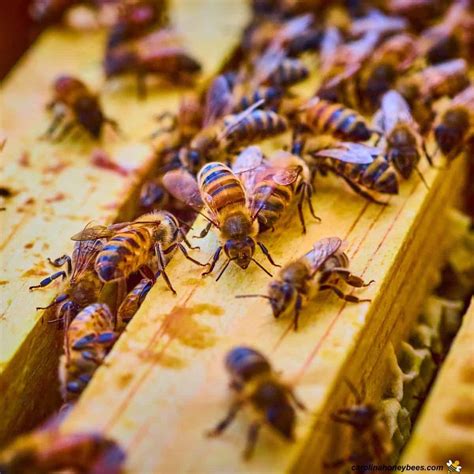 Understanding Honey Bee Behavior- Carolina Honeybees