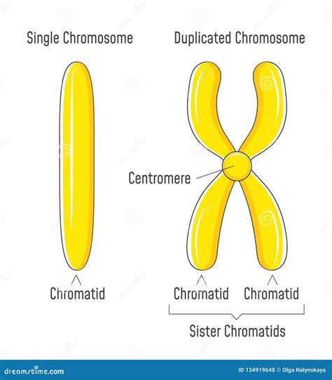 Duplicated Homologous Chromosomes Pair And Crossing-over Cartoon Vector ...