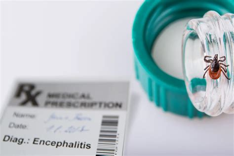 Tick-Borne Encephalitis | LifeMD