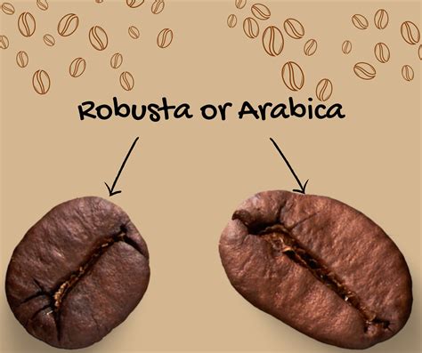 A Tale of Two Beans: Robusta vs Arabica - Exploring Flavor, Caffeine ...