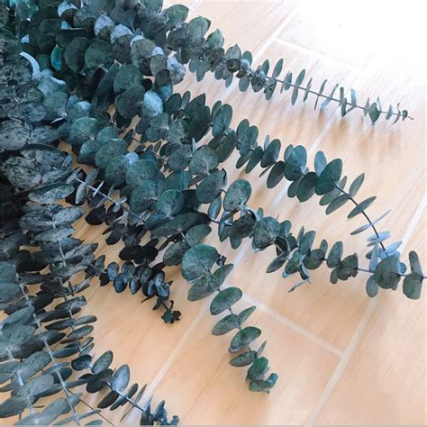 How To Store Dried Eucalyptus Leaves at Brayden Woodd blog