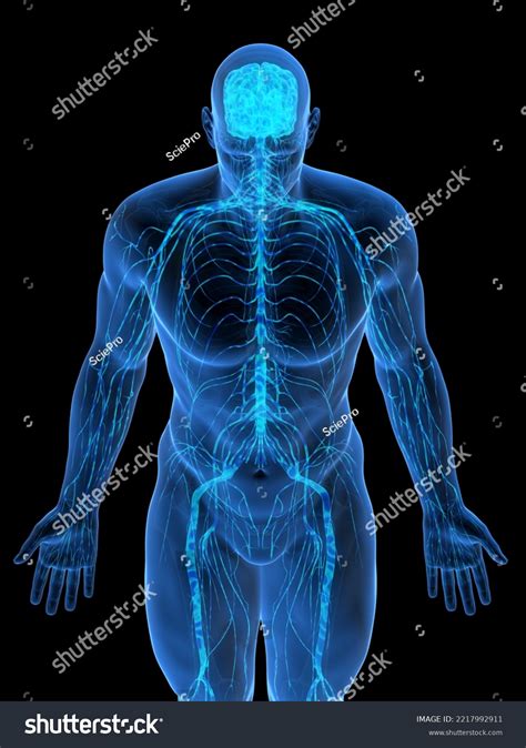 Image result for Create Minecraft Human Nerve System