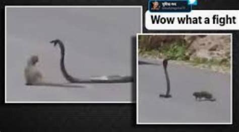 News report of fight between mongoose and cobra - Brainly.in