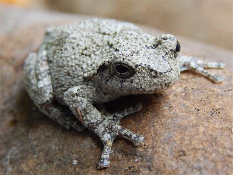 Image result for Alien Michigan Frog
