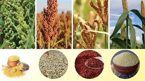 तीन सालों में श्री अन्न यानि की मोटे अनाज के रकबे में हुई दोगुना की वृद्धि