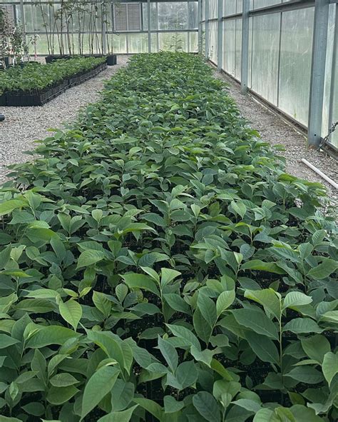 Perry Paw Paws - Michigan Paw Paw Fruit