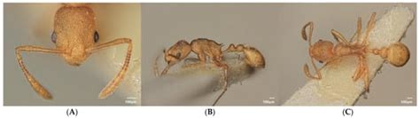 Diversity | Special Issue : Diversity, Systematics and Evolution of ...
