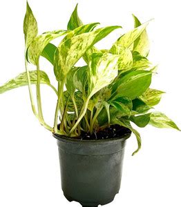 Click to purchase Money Plant Price in India - Buy Click to purchase ...