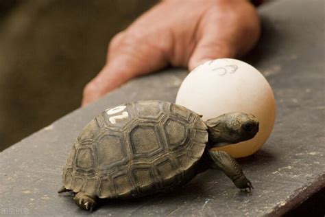 乌龟蛋怎么孵化小乌龟（人工乌龟蛋孵化时间与方法） - 胖萌舍宠物网