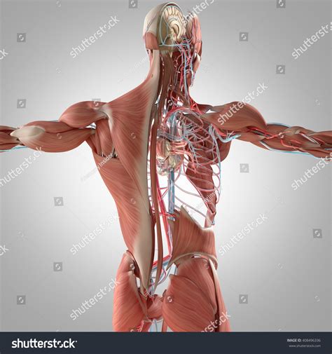 Human Anatomy Back