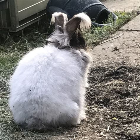 Buying an Angora rabbit as a pet - UK National Angora Rabbit Club
