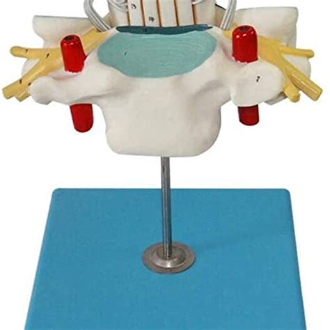 Buy Anatomy Model, Cervical Vertebra Spinal Cord Spinal Nerve ment ...