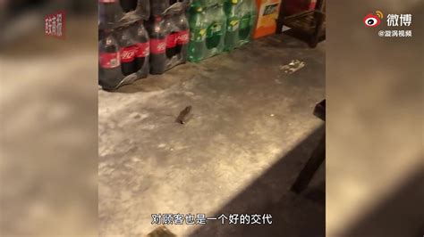 贵州一火锅店就餐时间老鼠乱窜 现场画面曝光-千龙网·中国首都网