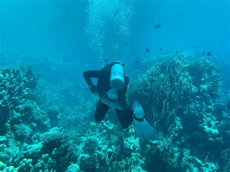 DUCKS DIVING QUESIER (2026) All You Need to Know BEFORE You Go (with ...